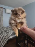 Emma, a female Pomeranian for sale in Smithfield, RI – Photo 6 of 8