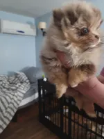 Emma, a female Pomeranian for sale in Smithfield, RI – Photo 1 of 8