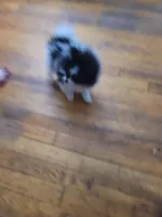 DAISY, a female Pomeranian for sale in Smithfield, RI – Photo 9 of 10