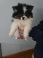 DAISY, a female Pomeranian for sale in Smithfield, RI – Photo 7 of 10