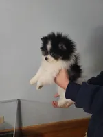 DAISY, a female Pomeranian for sale in Smithfield, RI – Photo 3 of 10