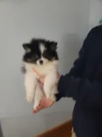 DAISY, a female Pomeranian for sale in Smithfield, RI – Photo 6 of 10