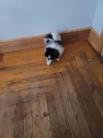 DAISY, a female Pomeranian for sale in Smithfield, RI – Photo 10 of 10