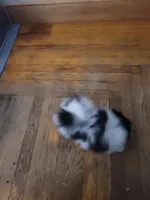 DAISY, a female Pomeranian for sale in Smithfield, RI – Photo 8 of 10