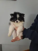 DAISY, a female Pomeranian for sale in Smithfield, RI – Photo 4 of 10