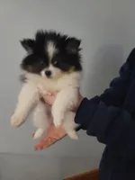 DAISY, a female Pomeranian for sale in Smithfield, RI – Photo 1 of 10