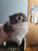 Samson, a male Pomeranian for sale in Smithfield, RI – Photo 4 of 8