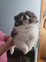 Samson, a male Pomeranian for sale in Smithfield, RI – Photo 3 of 8