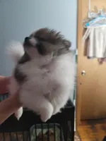 Samson, a male Pomeranian for sale in Smithfield, RI – Photo 5 of 8