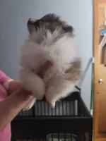 Samson, a male Pomeranian for sale in Smithfield, RI – Photo 2 of 8