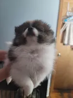 Samson, a male Pomeranian for sale in Smithfield, RI – Photo 7 of 8