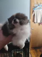 Samson, a male Pomeranian for sale in Smithfield, RI – Photo 1 of 8