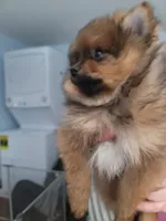 Sofia, a female Pomeranian for sale in Smithfield, RI – Photo 4 of 7