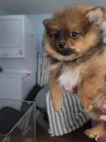 Sofia, a female Pomeranian for sale in Smithfield, RI – Photo 1 of 7