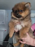 Sofia, a female Pomeranian for sale in Smithfield, RI – Photo 6 of 7