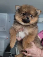 Sofia, a female Pomeranian for sale in Smithfield, RI – Photo 7 of 7