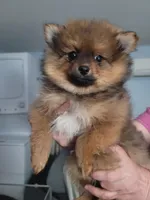 Sofia, a female Pomeranian for sale in Smithfield, RI – Photo 5 of 7