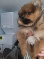 Sofia, a female Pomeranian for sale in Smithfield, RI – Photo 3 of 7