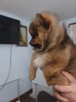 Sofia, a female Pomeranian for sale in Smithfield, RI – Photo 2 of 7