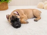 Black, a female Cane Corso for sale in Rialto, CA – 1 of 5
