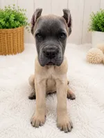 Purple, a male Cane Corso for sale in Rialto, CA – 5 of 6