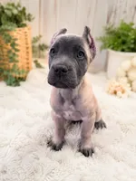 Turquoise , a female Cane Corso for sale in Rialto, CA – 6 of 6