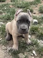 Turquoise , a female Cane Corso for sale in Rialto, CA – 4 of 6