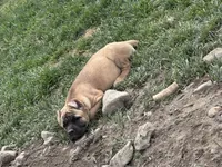 Black, a female Cane Corso for sale in Rialto, CA – 2 of 5
