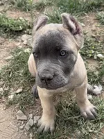 Turquoise , a female Cane Corso for sale in Rialto, CA – 5 of 6