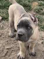 Turquoise , a female Cane Corso for sale in Rialto, CA – 3 of 6