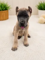 Lime green, a female Cane Corso for sale in Rialto, CA – 3 of 4
