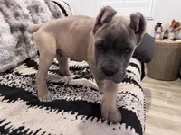 Purple, a male Cane Corso for sale in Rialto, CA – 2 of 6