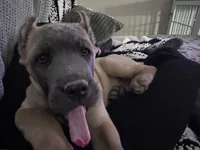 Lime green, a female Cane Corso for sale in Rialto, CA – 4 of 4