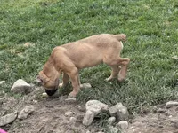 Black, a female Cane Corso for sale in Rialto, CA – 4 of 5