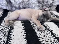 Purple, a male Cane Corso for sale in Rialto, CA – 3 of 6