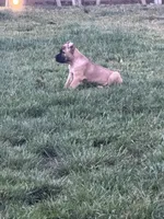 Black, a female Cane Corso for sale in Rialto, CA – 3 of 5