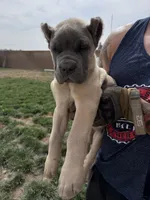 Purple, a male Cane Corso for sale in Rialto, CA – 6 of 6