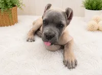 Purple, a male Cane Corso for sale in Rialto, CA – 1 of 6