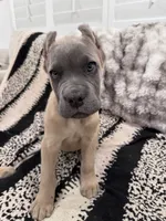 Purple, a male Cane Corso for sale in Rialto, CA – 4 of 6