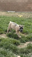 Lime green, a female Cane Corso for sale in Rialto, CA – 2 of 4
