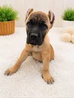 Black, a female Cane Corso for sale in Rialto, CA – 5 of 5