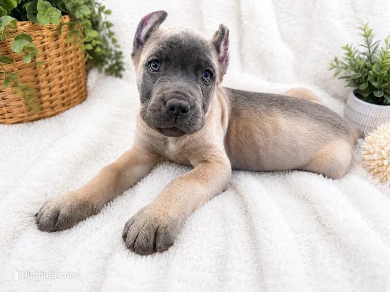 Turquoise  – Cane Corso puppy for sale in Rialto, CA