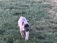Turquoise , a female Cane Corso for sale in Rialto, CA – 2 of 6
