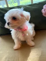 Juliet, a female Maltese for sale in Riverside, CA – 4 of 6