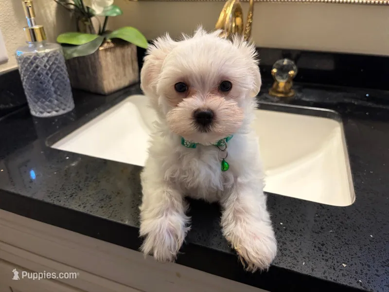 Romeo – Maltese puppy for sale in Riverside, CA