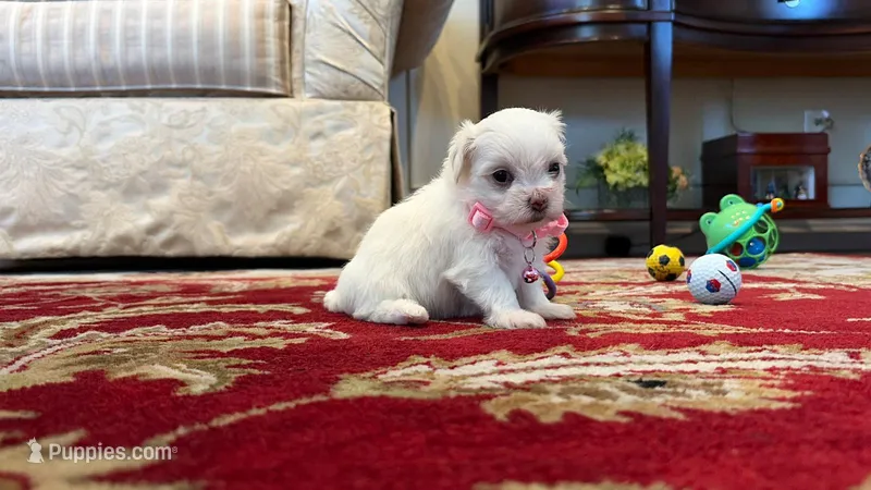 Juliet – Maltese puppy for sale in Riverside, CA