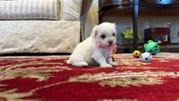 Juliet, a female Maltese for sale in Riverside, CA – 1 of 9