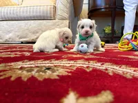Dutches, a female Maltese for sale in Riverside, CA – 5 of 8