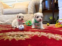 Juliet, a female Maltese for sale in Riverside, CA – 2 of 9