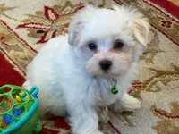Romeo, a female Maltese for sale in Riverside, CA – 4 of 5